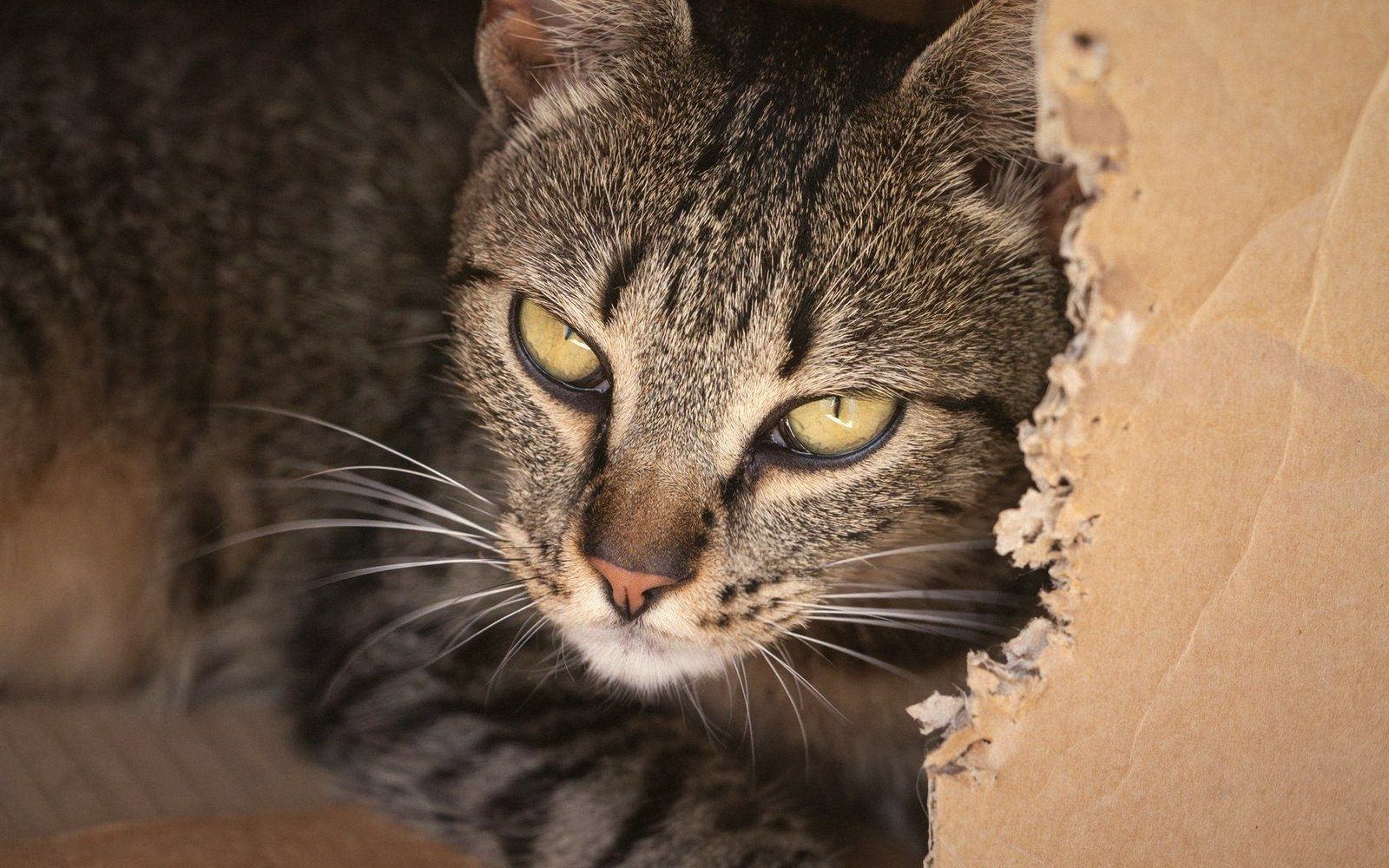 A chewed cardboard box in a small-animal enclosure