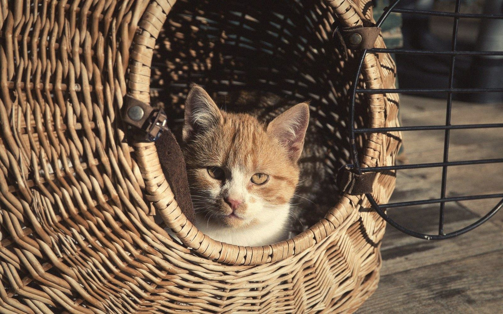 An open pet carrier left out as furniture in a room
