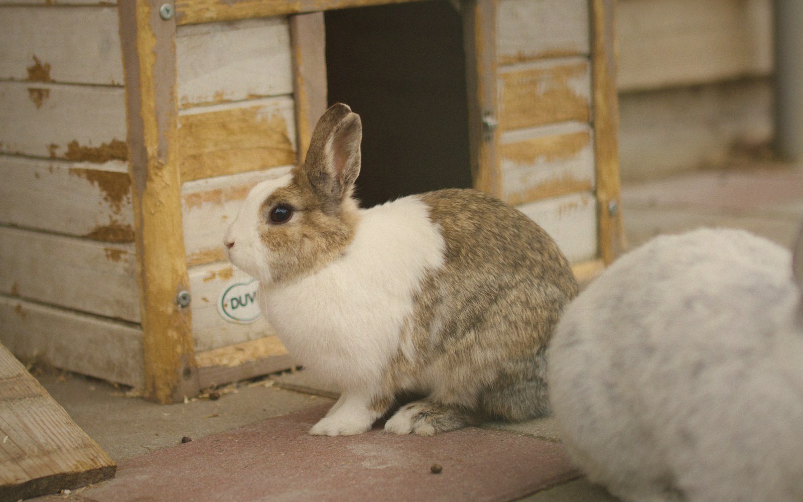 A brown and white rabbit sits outside a wooden hutch entrance