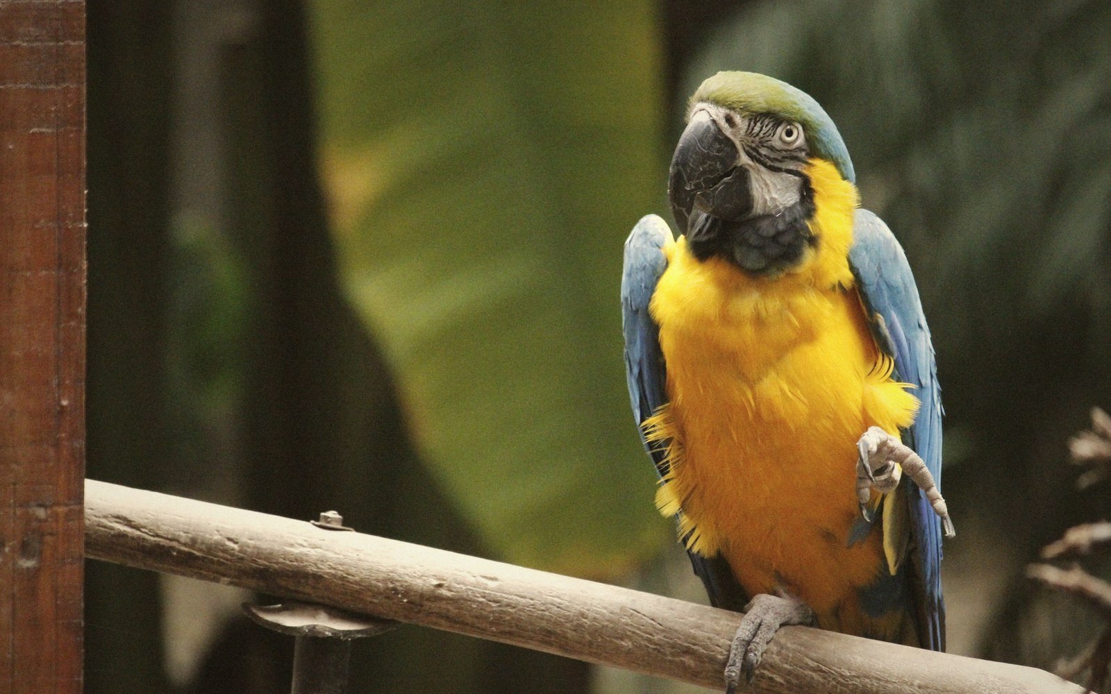 A blue-and-yellow macaw perches on a wooden railing, lifting one foot