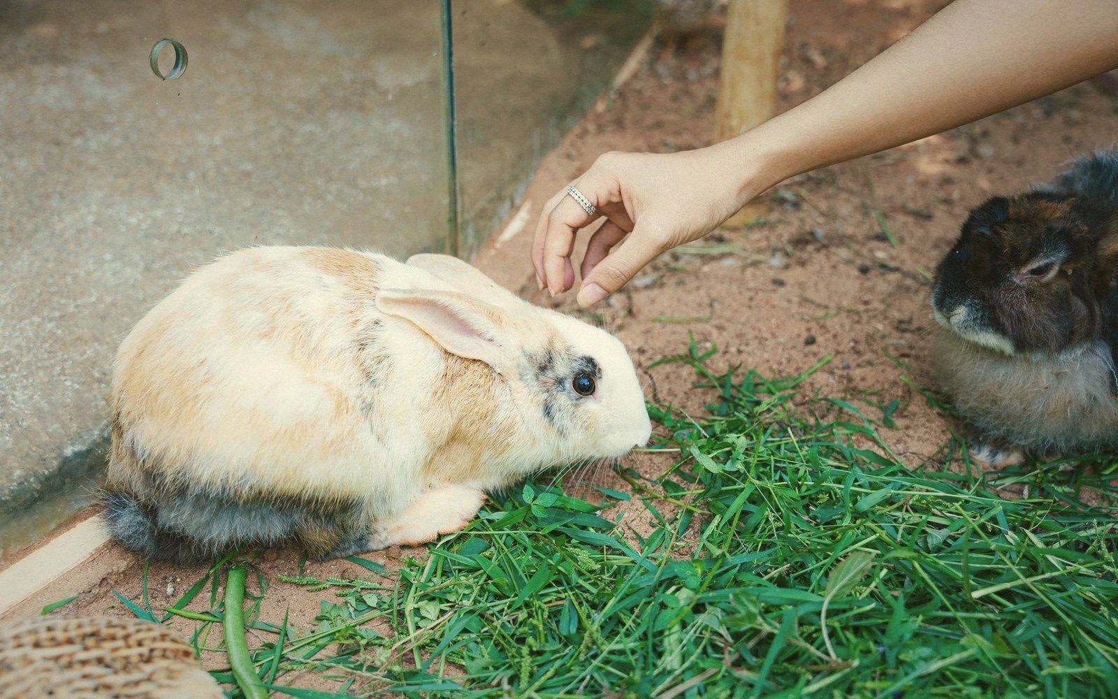 A hand reaches down to feed a rabbit near fresh grass and another rabbit