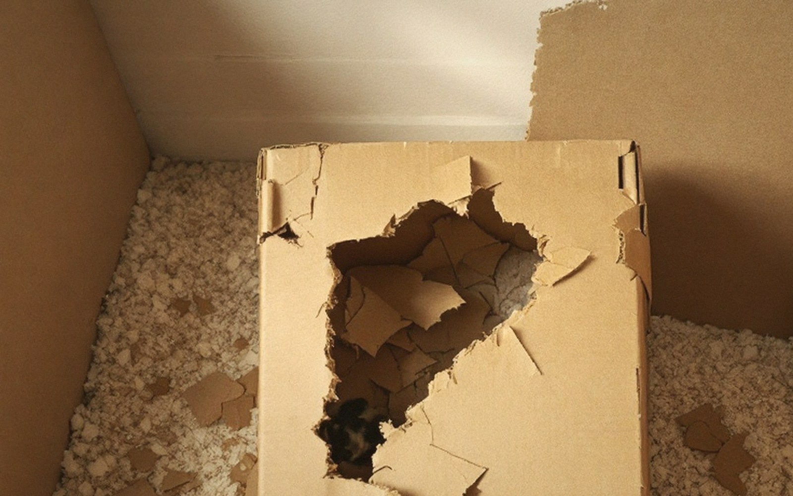 A small dark animal peers through a chewed hole in a cardboard box filled with packing material