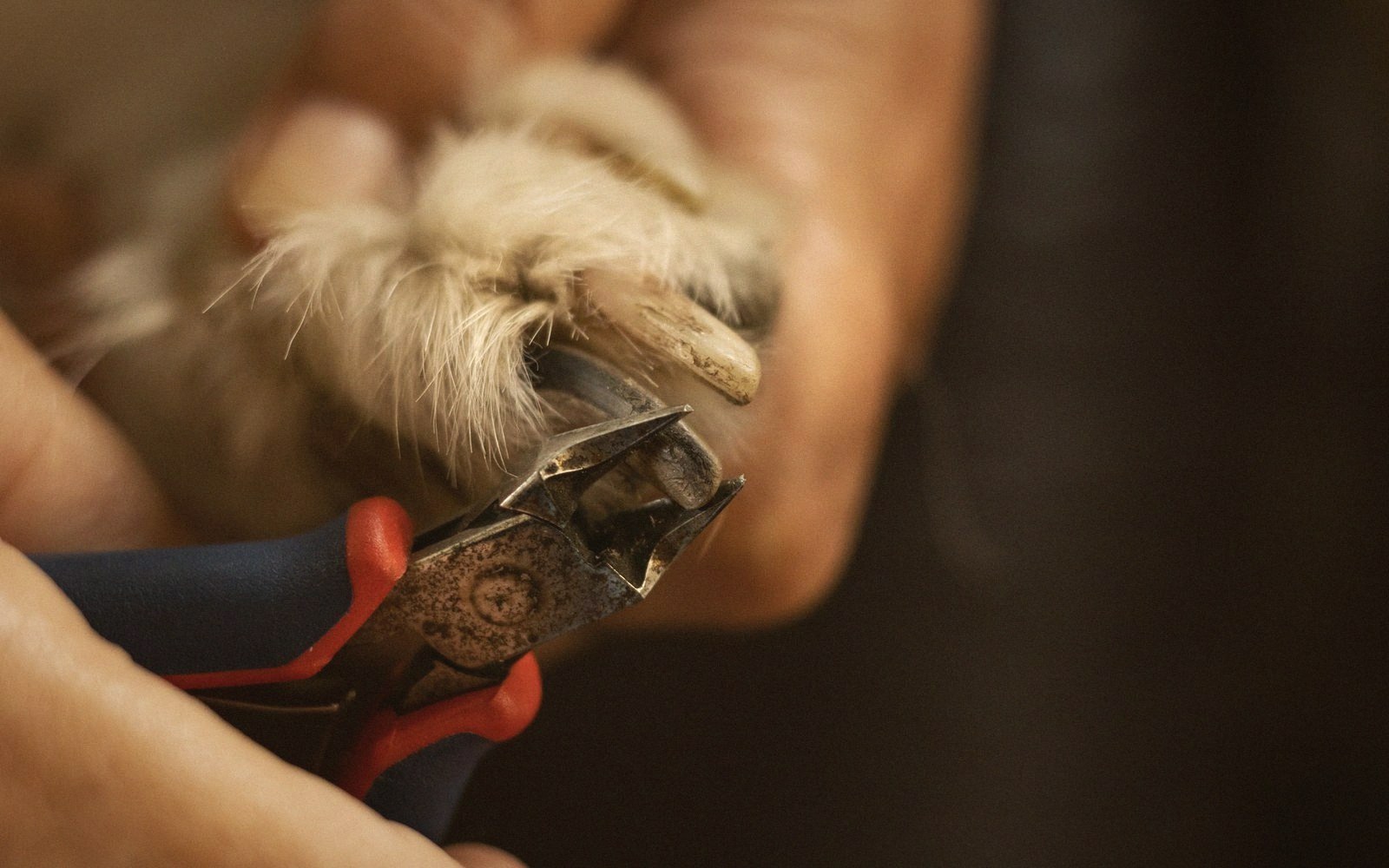 Trimming a dog's nail with clippers held close to the paw