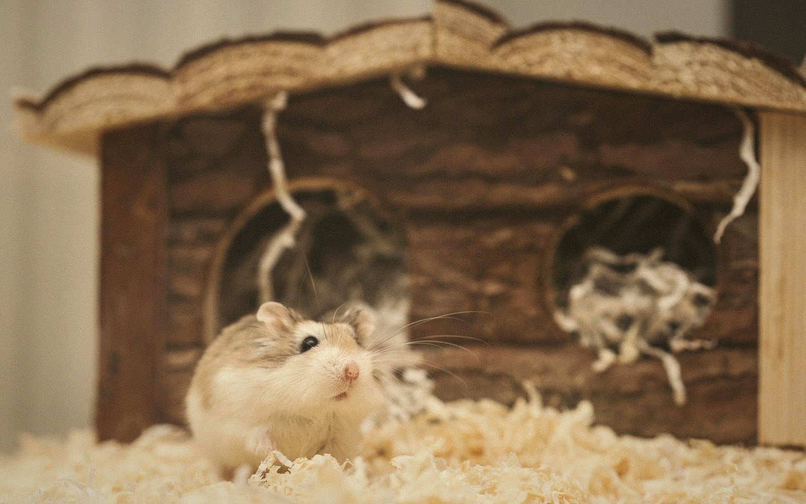 Small hamster sits on wood shavings in front of a wooden thatched-roof hideout