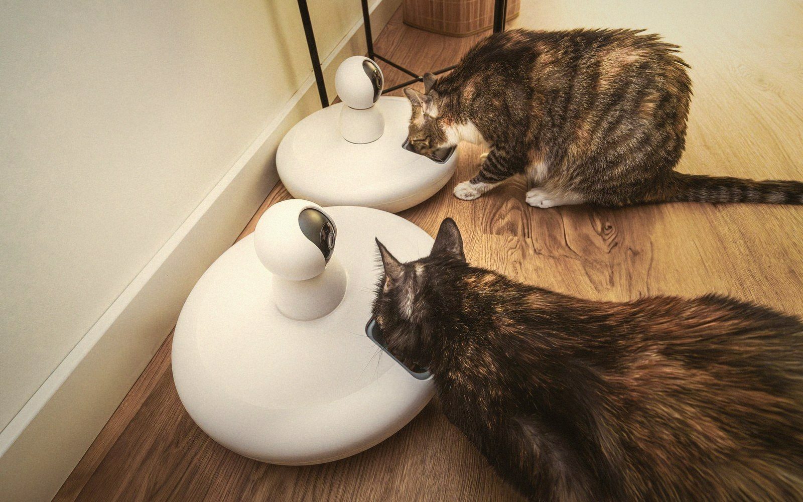 Two cats eat from smart feeding bowls with built-in cameras on a wooden floor