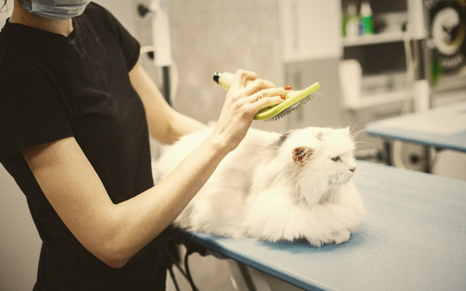 A groomer brushes a long-haired white cat on a table with a slicker brush