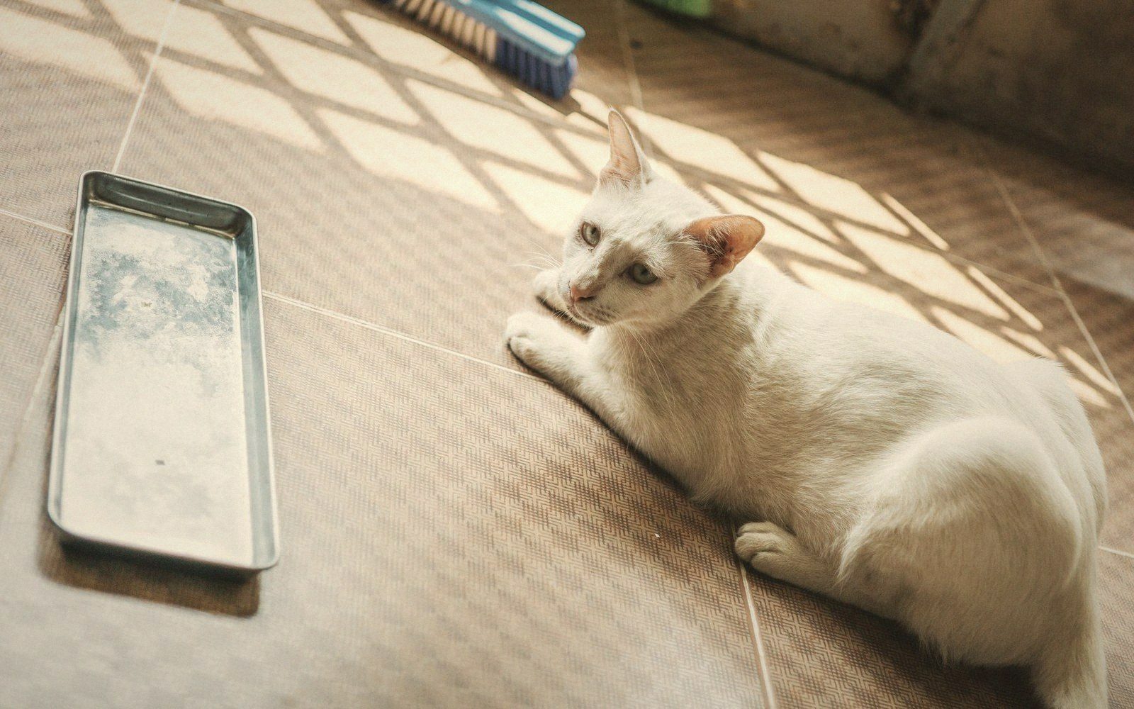 White cat lying on tiled floor beside a metal tray, sunlight casting diamond patterns