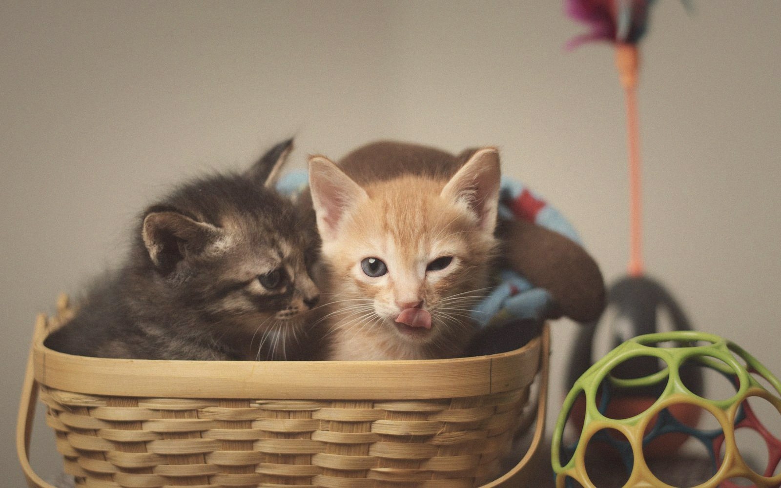 Two kittens sit together in a woven basket beside colorful toys