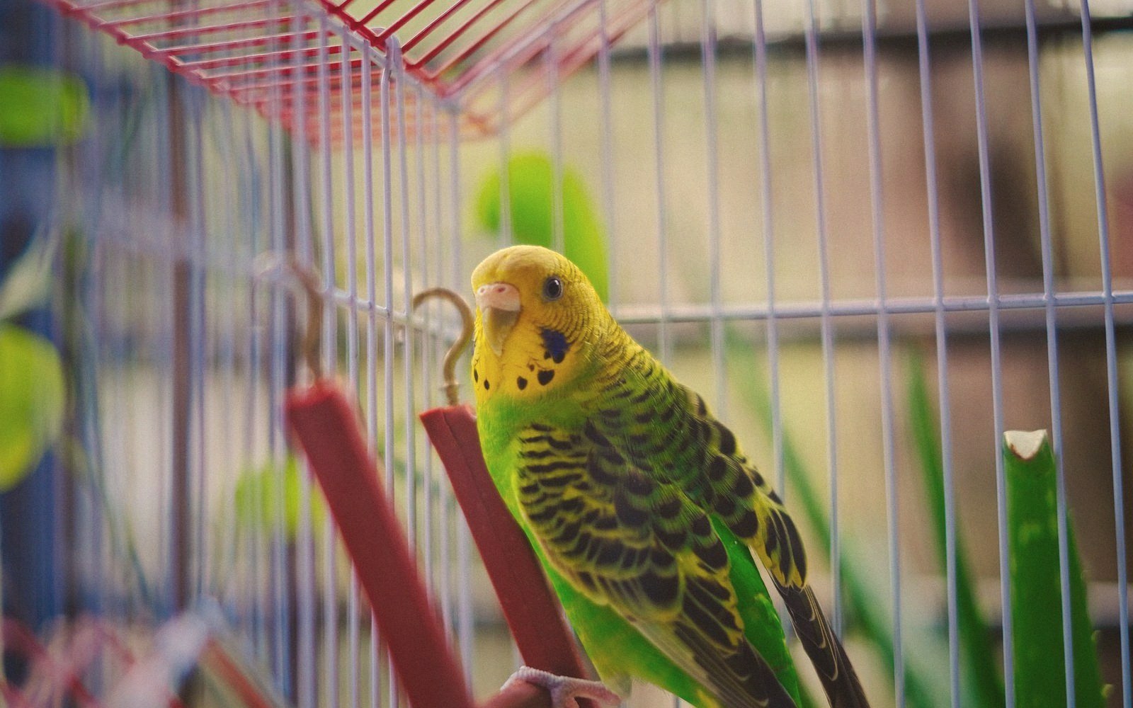 A green and yellow budgerigar perches on a red dowel inside its wire cage