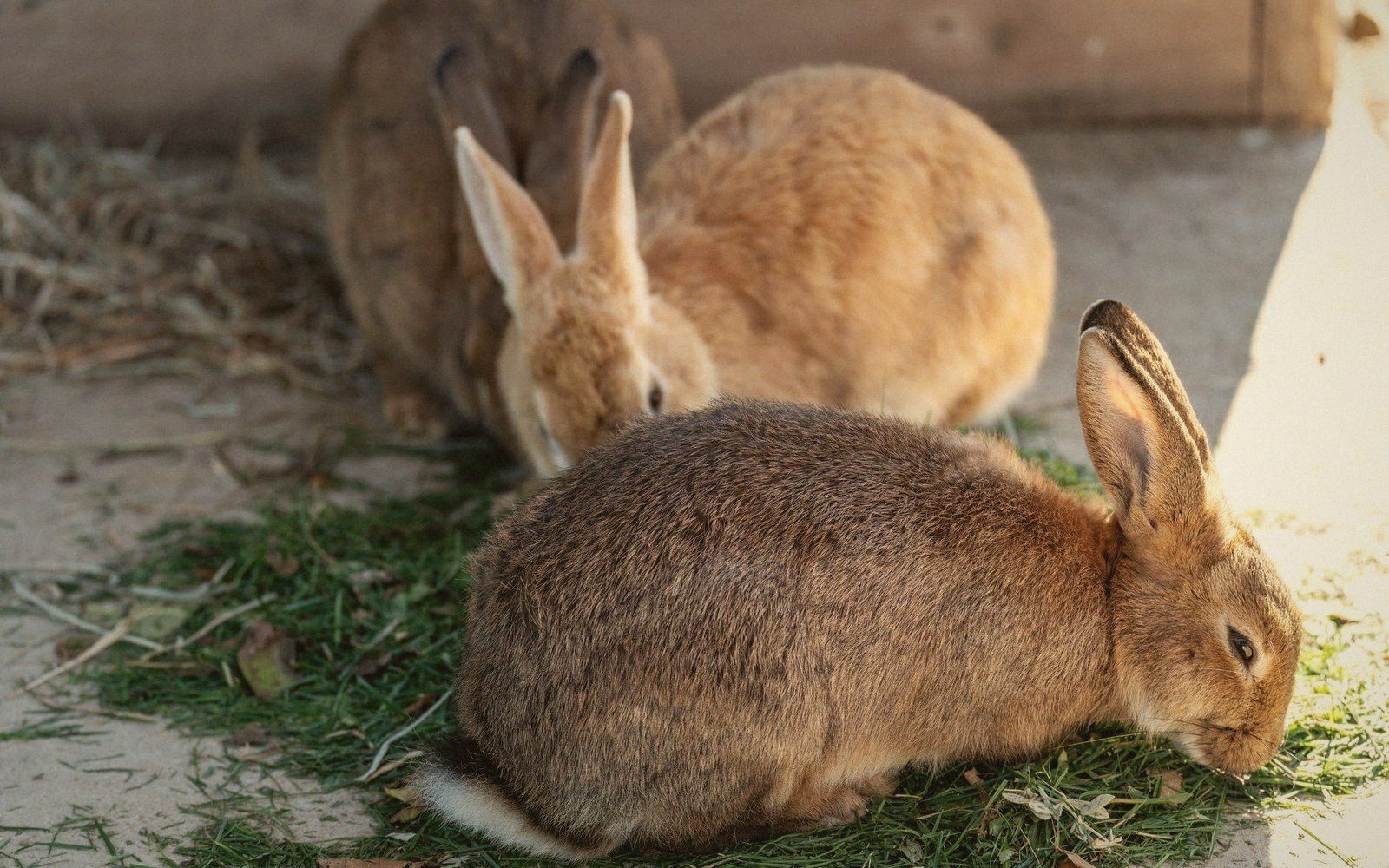 Three rabbits eating grass and hay on a straw-covered floor