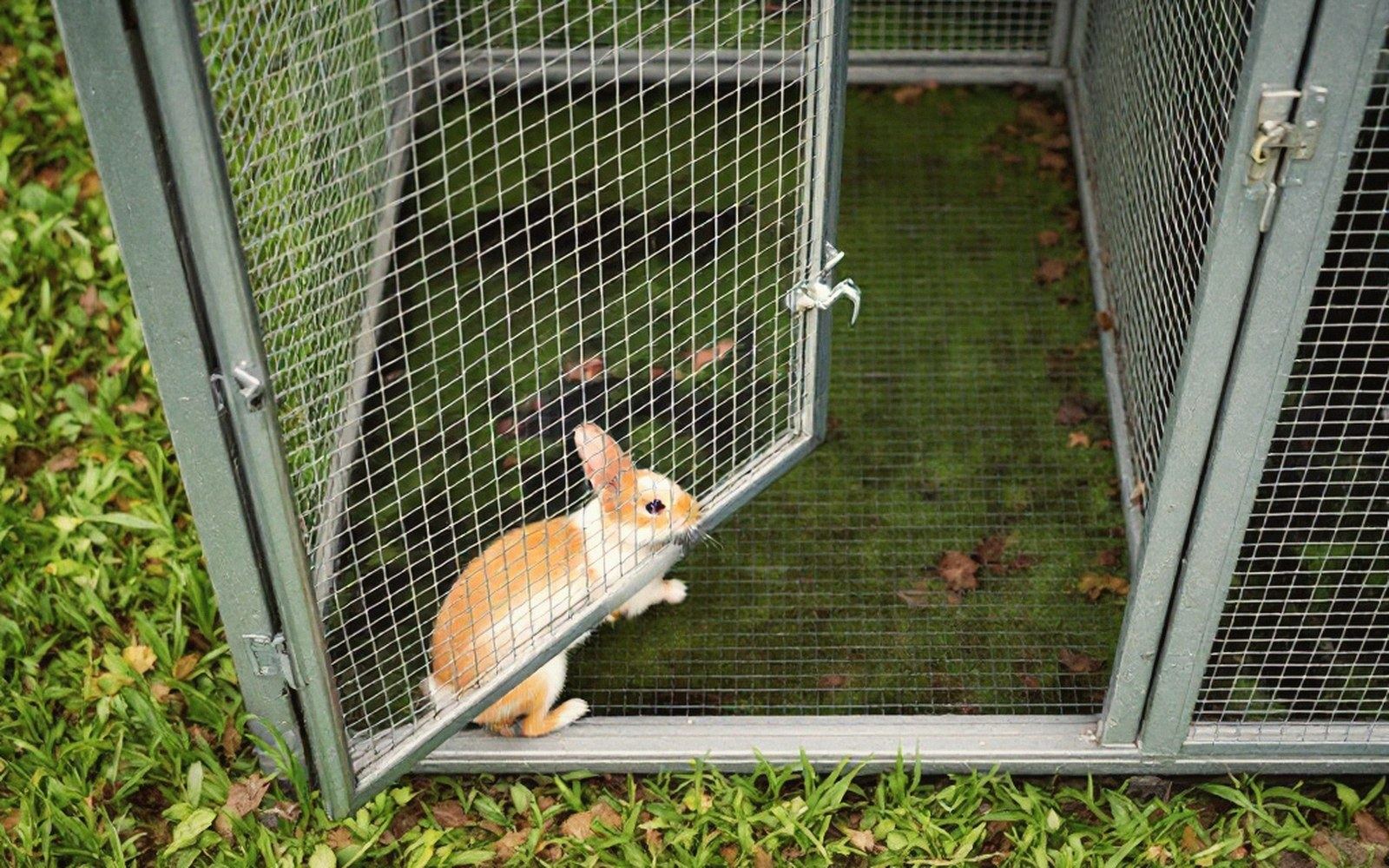 A rabbit exits through the open wire door of an outdoor hutch onto grass
