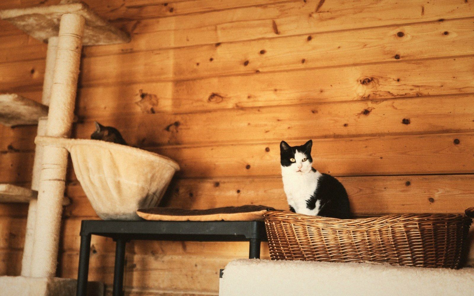 A black and white cat sits in a wicker basket beside an unused scratching post