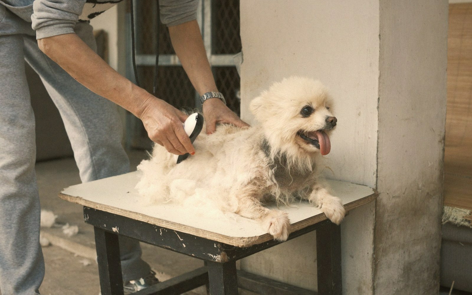 A person uses electric clippers to shave a small dog's matted fur on a table