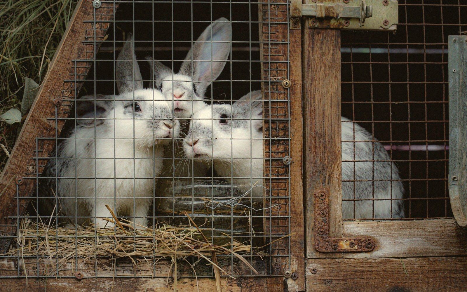 A stuffed hay rack against wire mesh