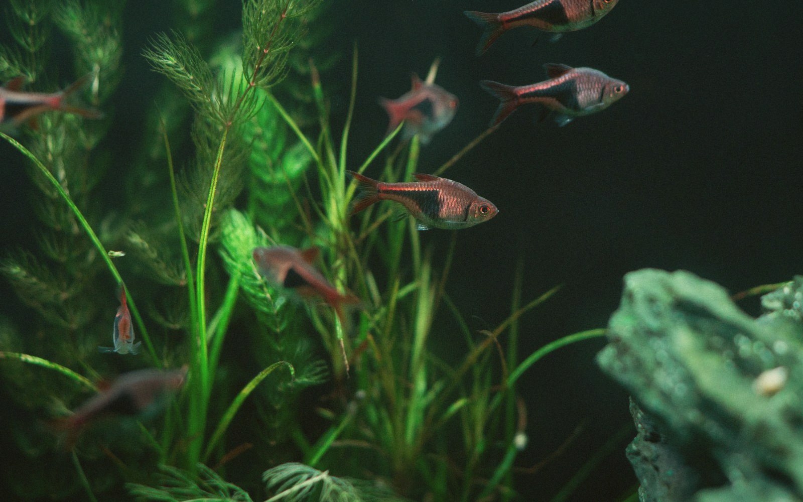 A planted aquarium lit from the side
