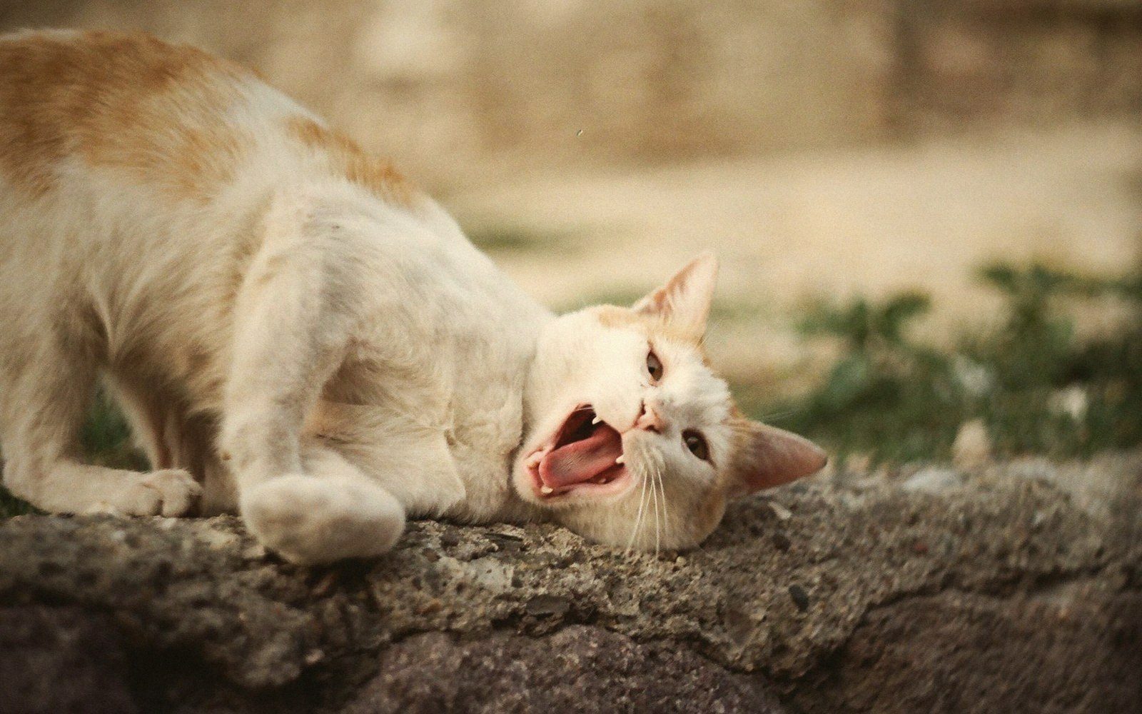 A cat mid-stretch on a tall scratching post