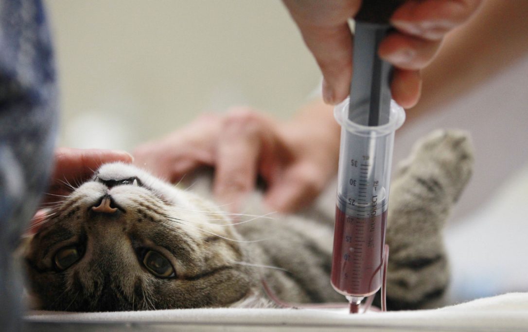 Blood Letting Of A Cat